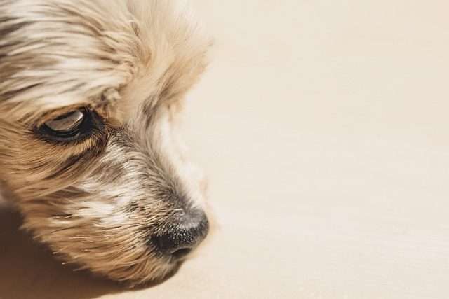 Hundekrankenversicherung